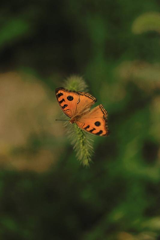 橙色蝴蝶栖息草尖图片