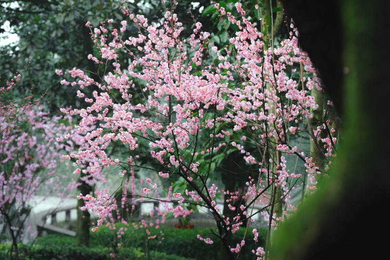 粉红梅花绽放 春意盎然图片