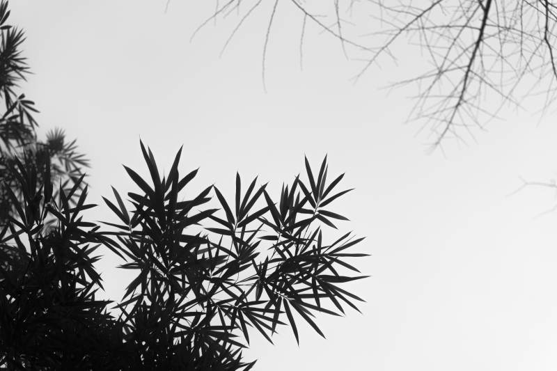 竹叶剪影 静谧天空图片