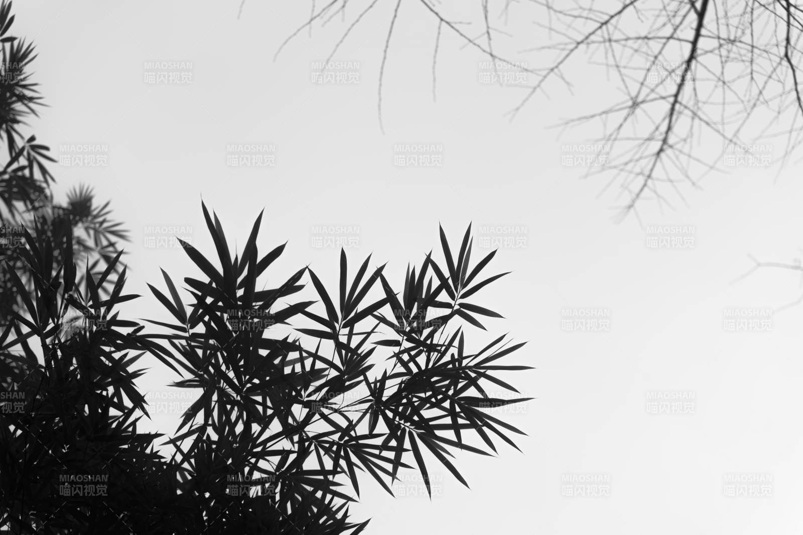 竹叶剪影 静谧天空图片