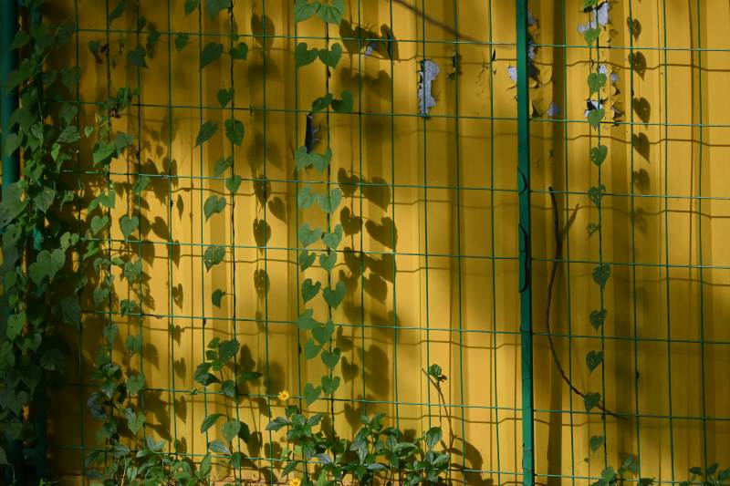 藤蔓与光影的黄色墙图片