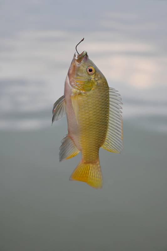 钓上的小鱼特写图片