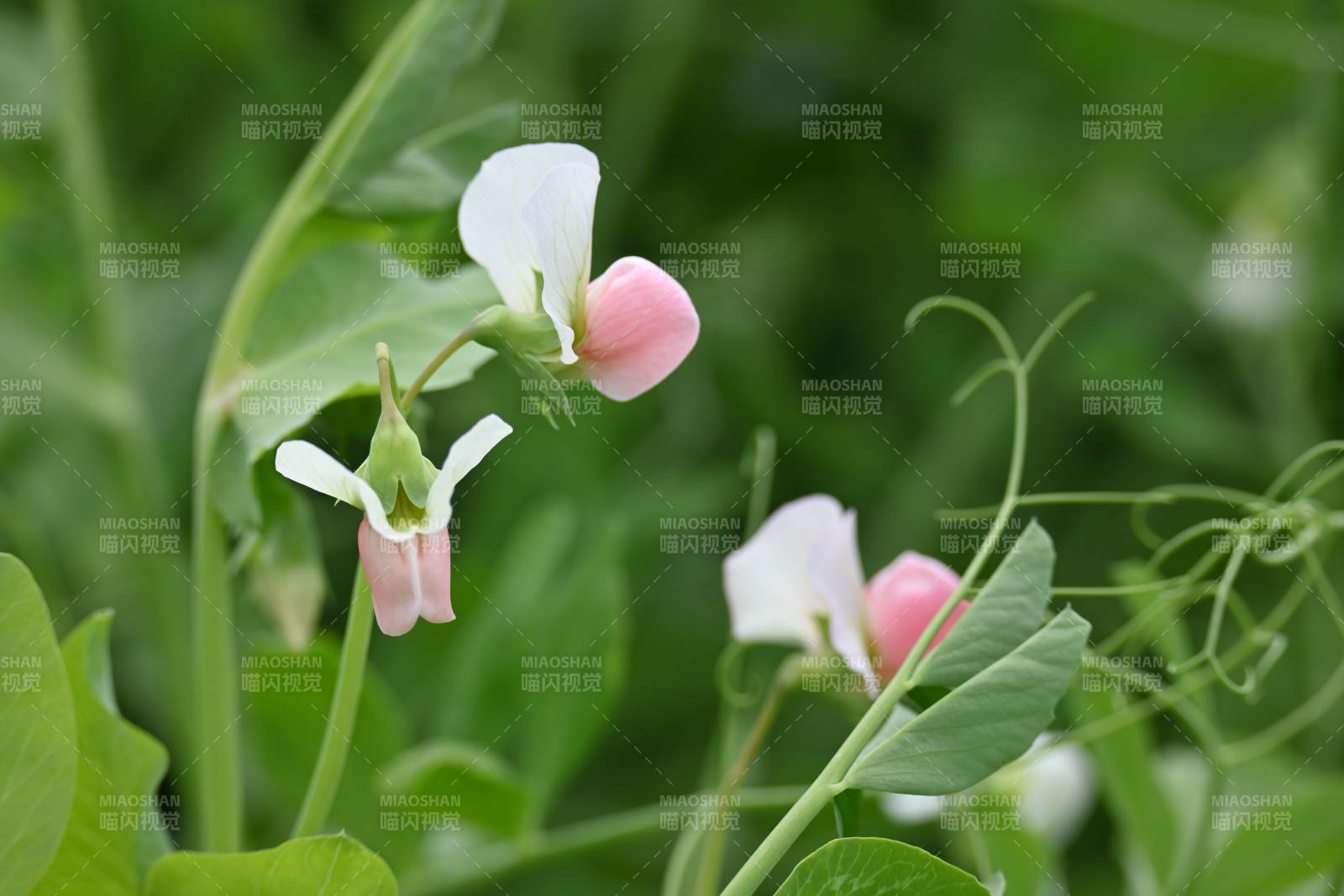 豌豆花的温柔绽放图片