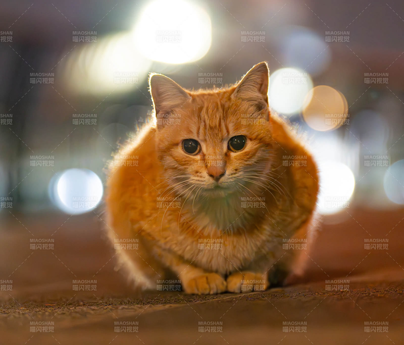夜景中的橘猫图片