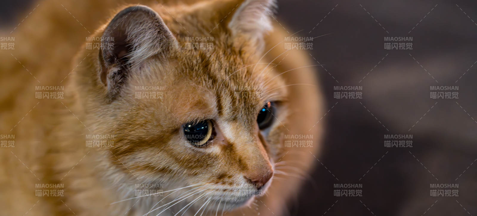 橙色猫咪的温柔凝视图片