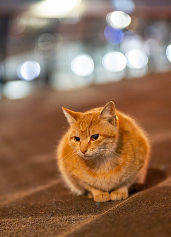 夜色中的橘猫图片