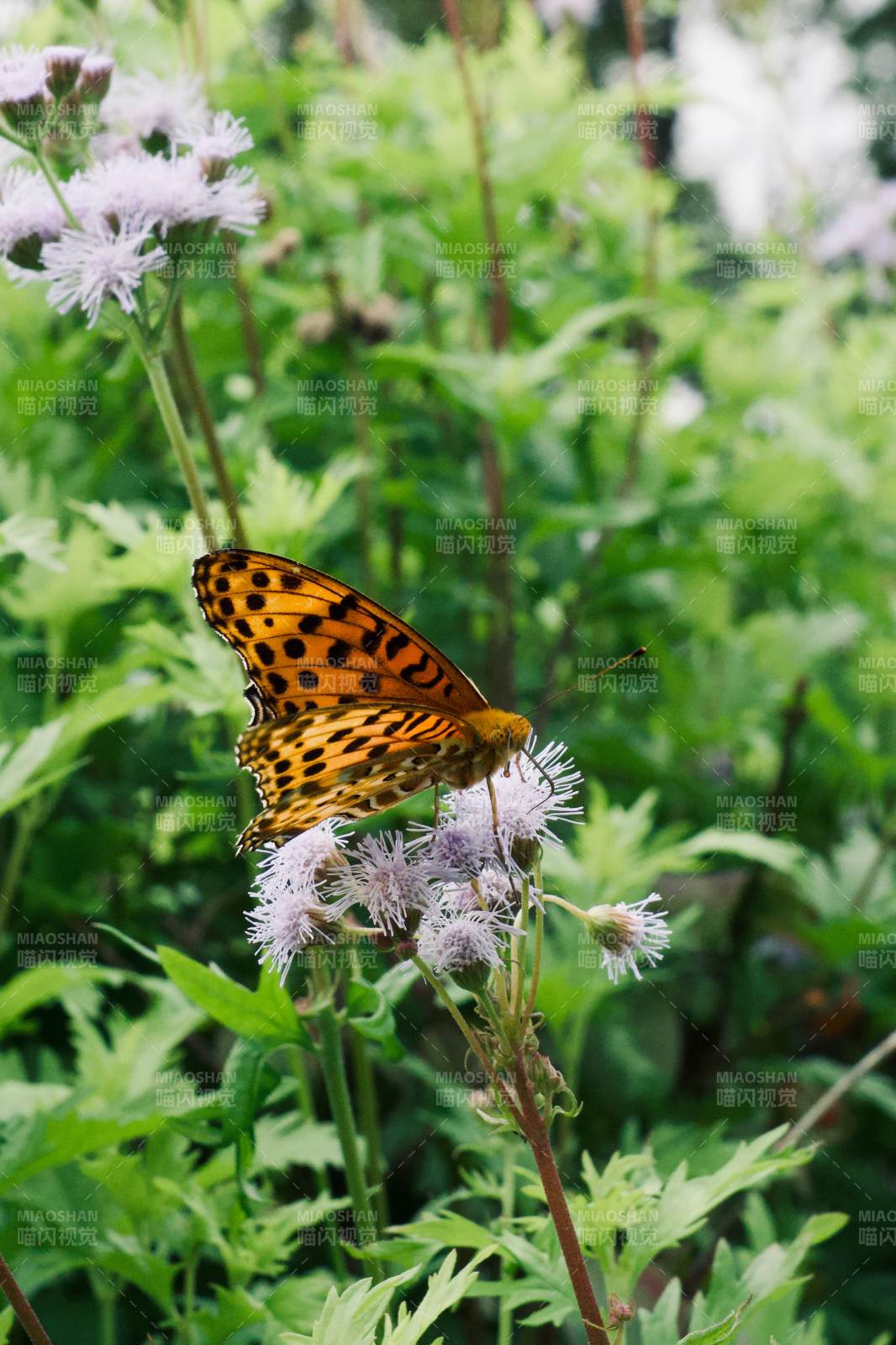 蝴蝶栖息于花丛中图片