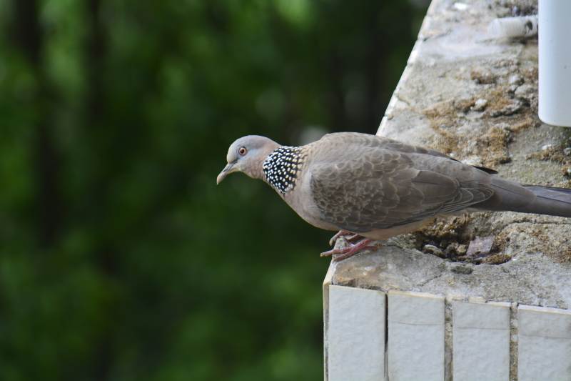 斑鸠栖息在墙角边图片