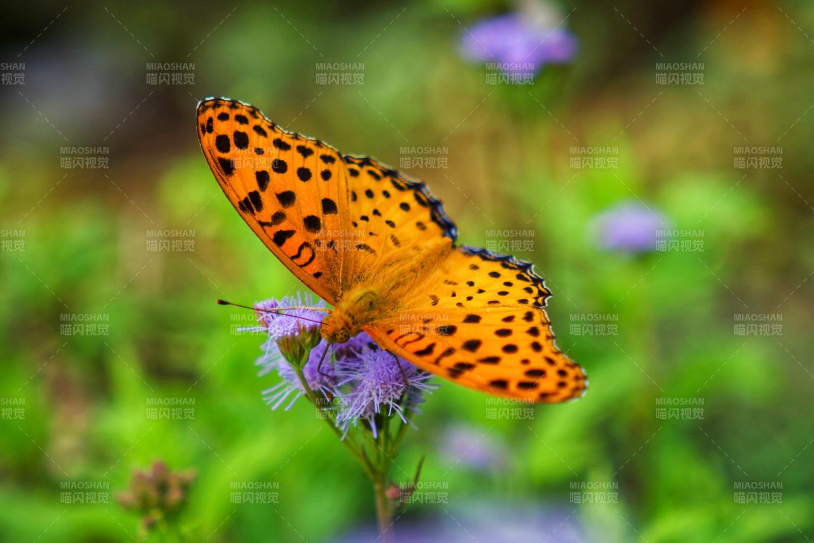 橙色蝴蝶停驻花上图片