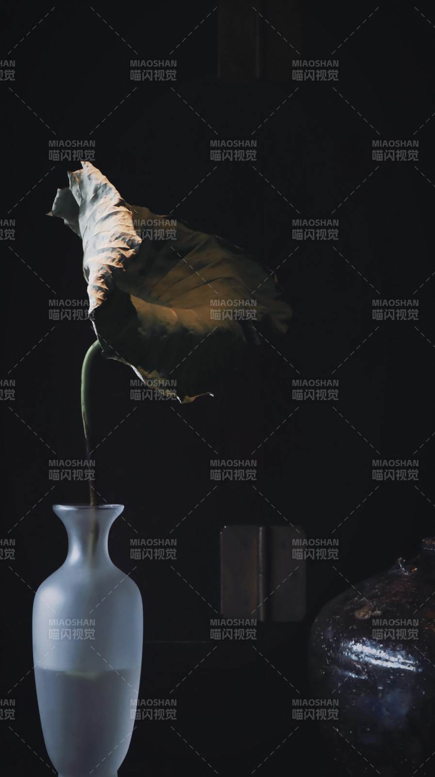 静谧叶影 幽暗之美图片