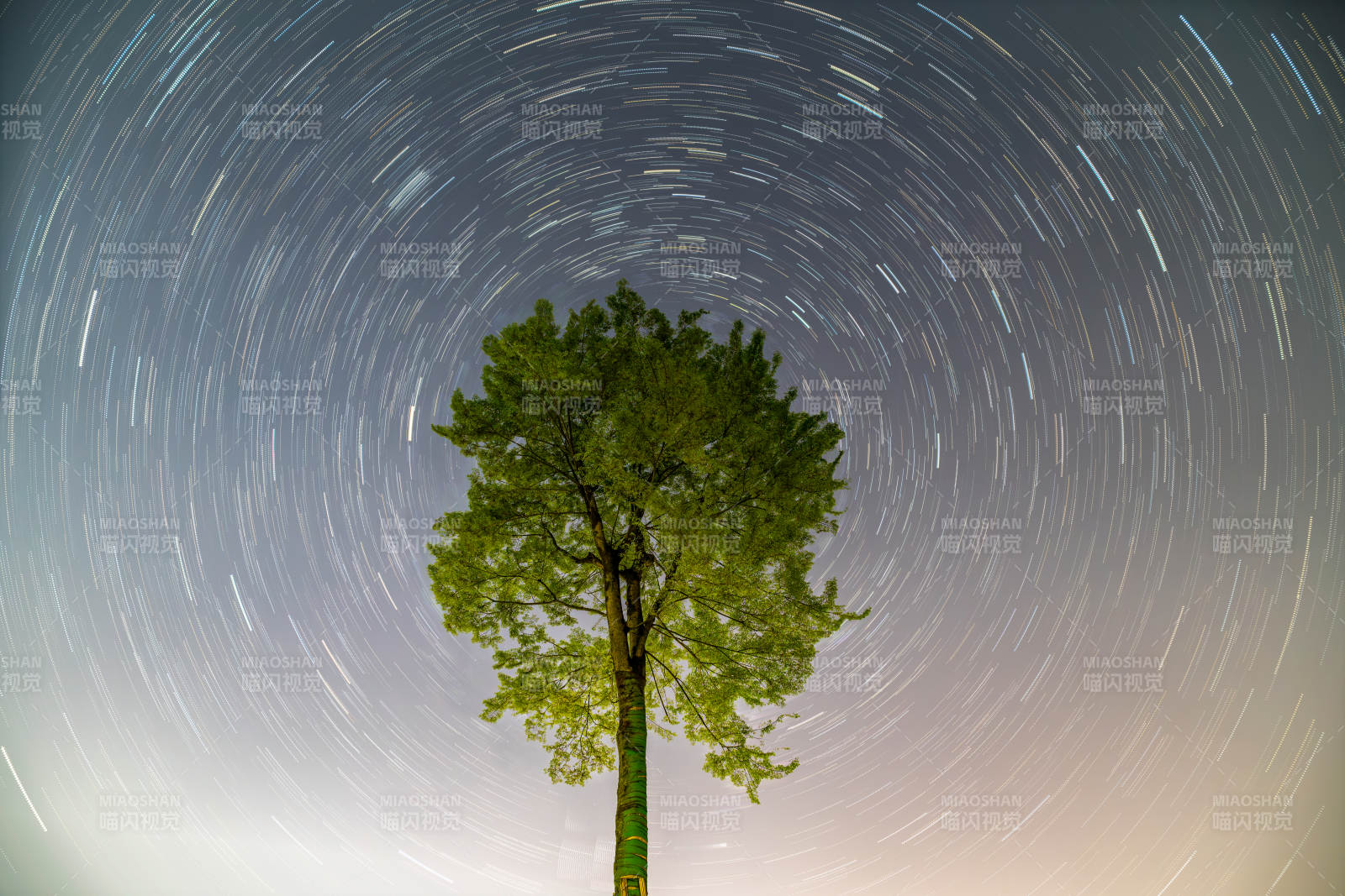 星轨环绕孤树夜景图图片