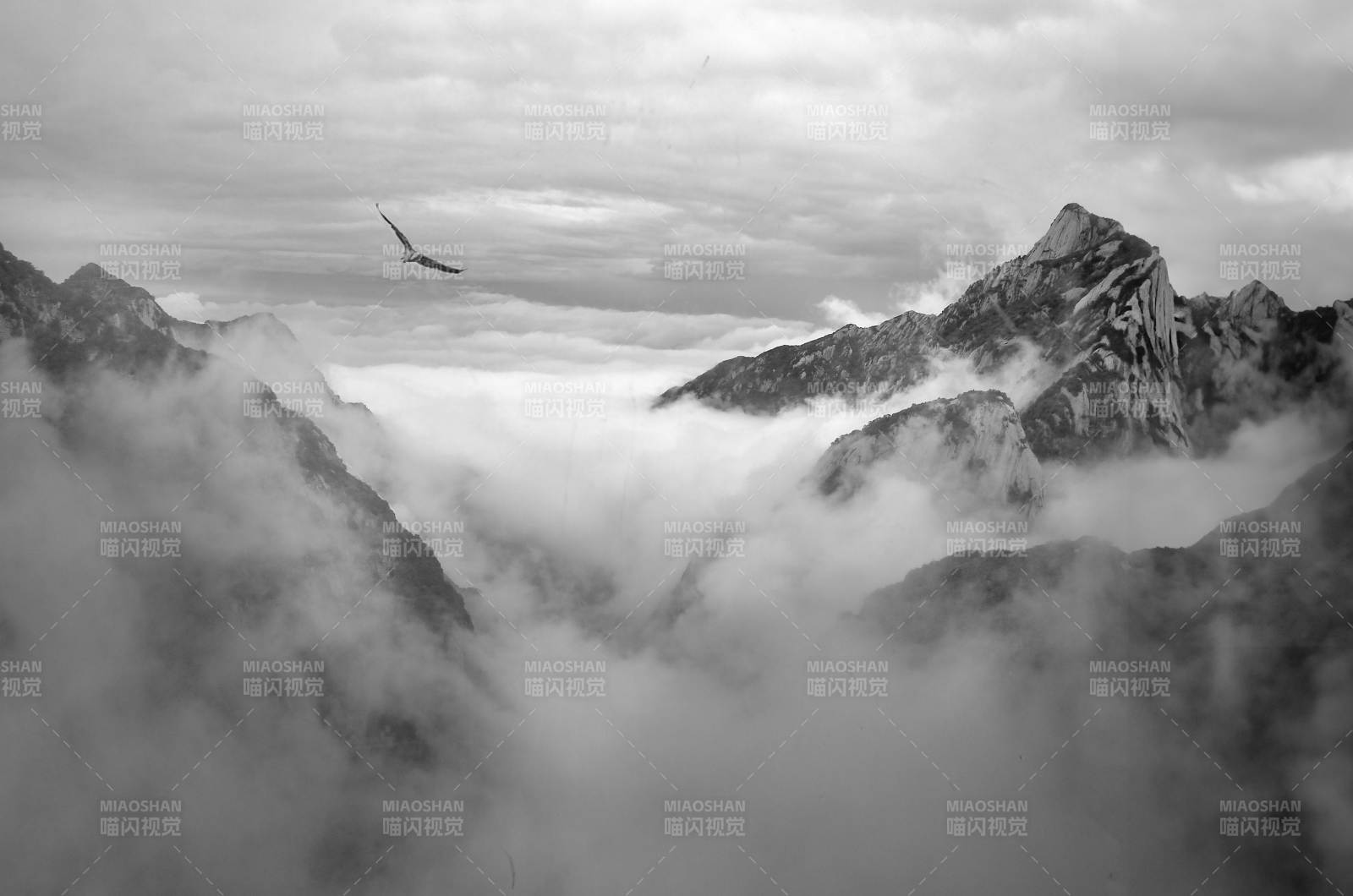 华山之巅 云海山峰 孤鸟翱翔图片