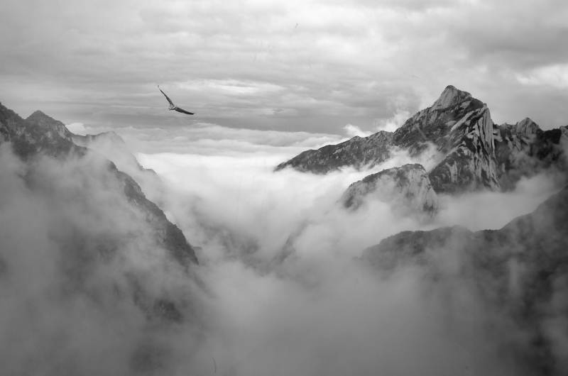 华山之巅 云海山峰 孤鸟翱翔图片