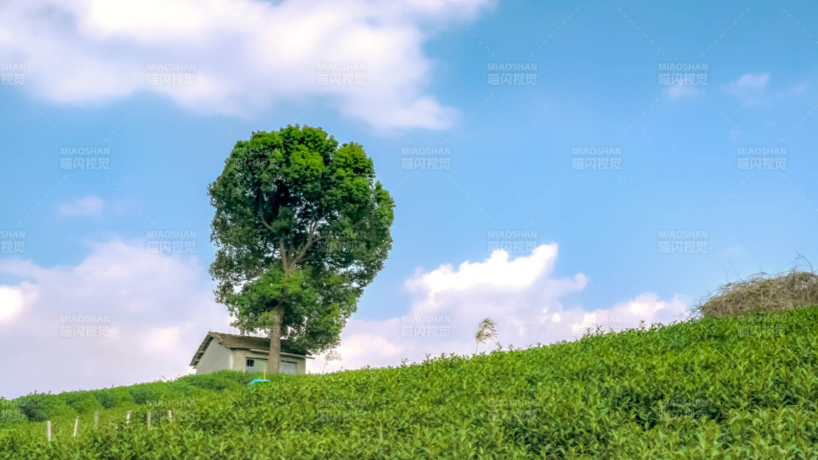 孤树绿坡蓝天白云图片