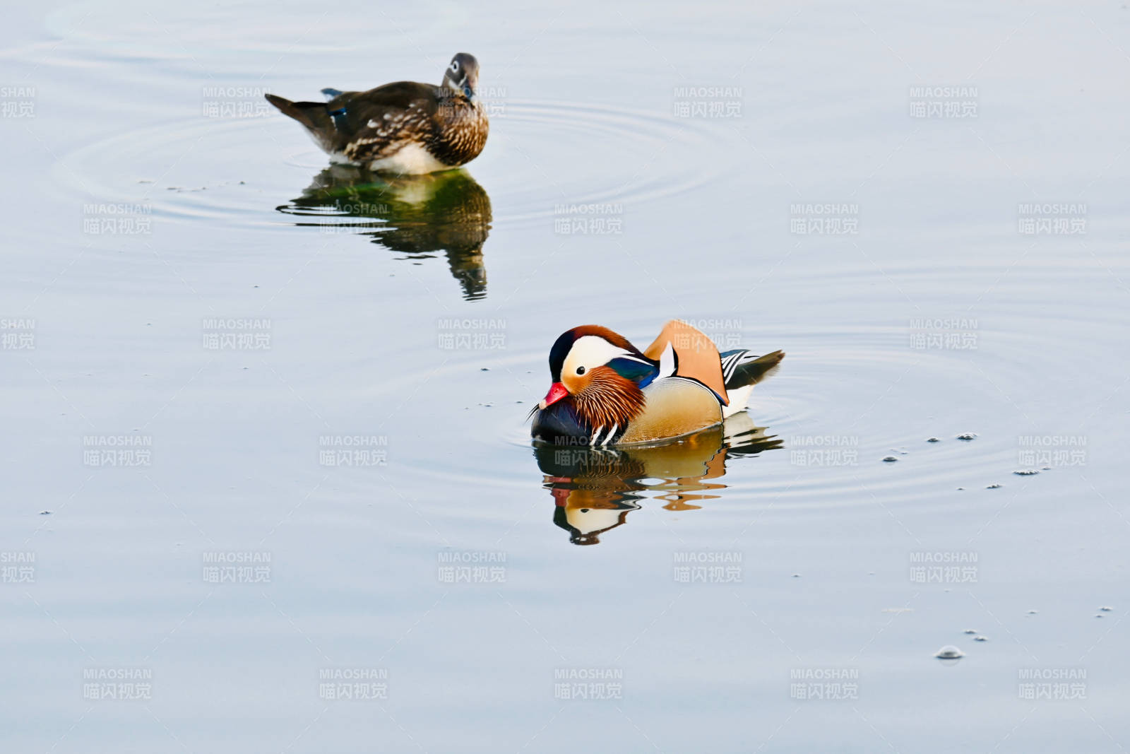 鸳鸯戏水 宁静湖面图片