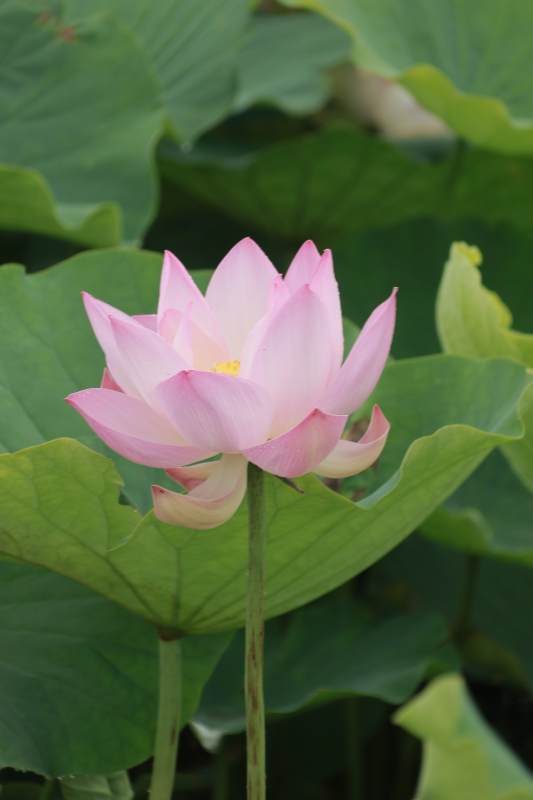 粉色莲花绽放于绿叶间图片