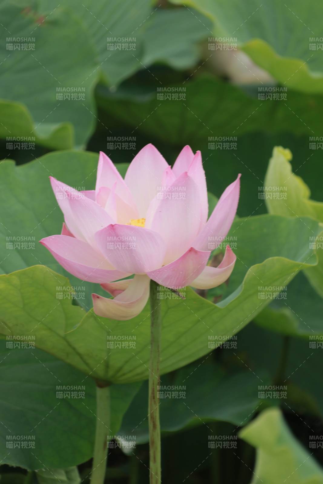 粉色莲花绽放于绿叶间图片