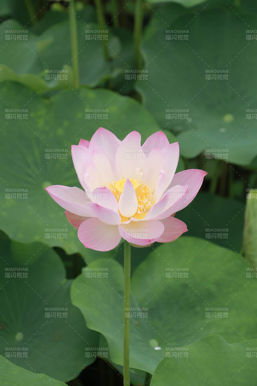 粉色莲花在绿叶中绽放图片