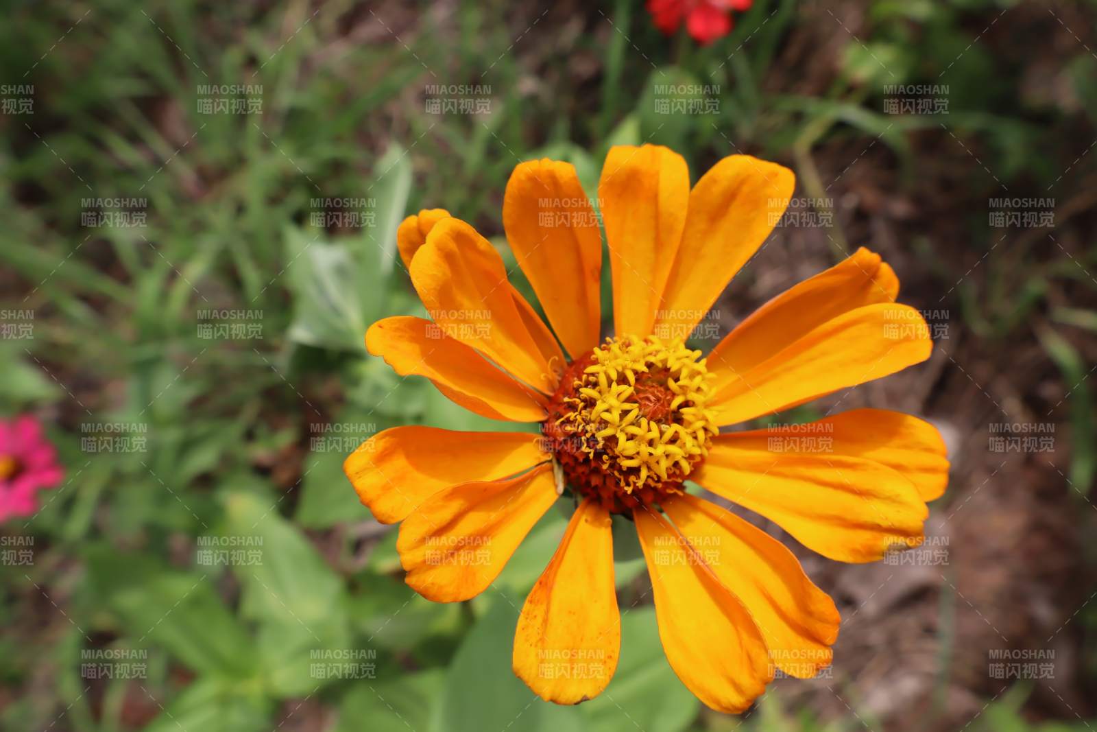 橙色雏菊的美丽瞬间图片