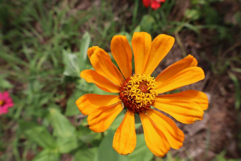 橙色雏菊的美丽瞬间图片