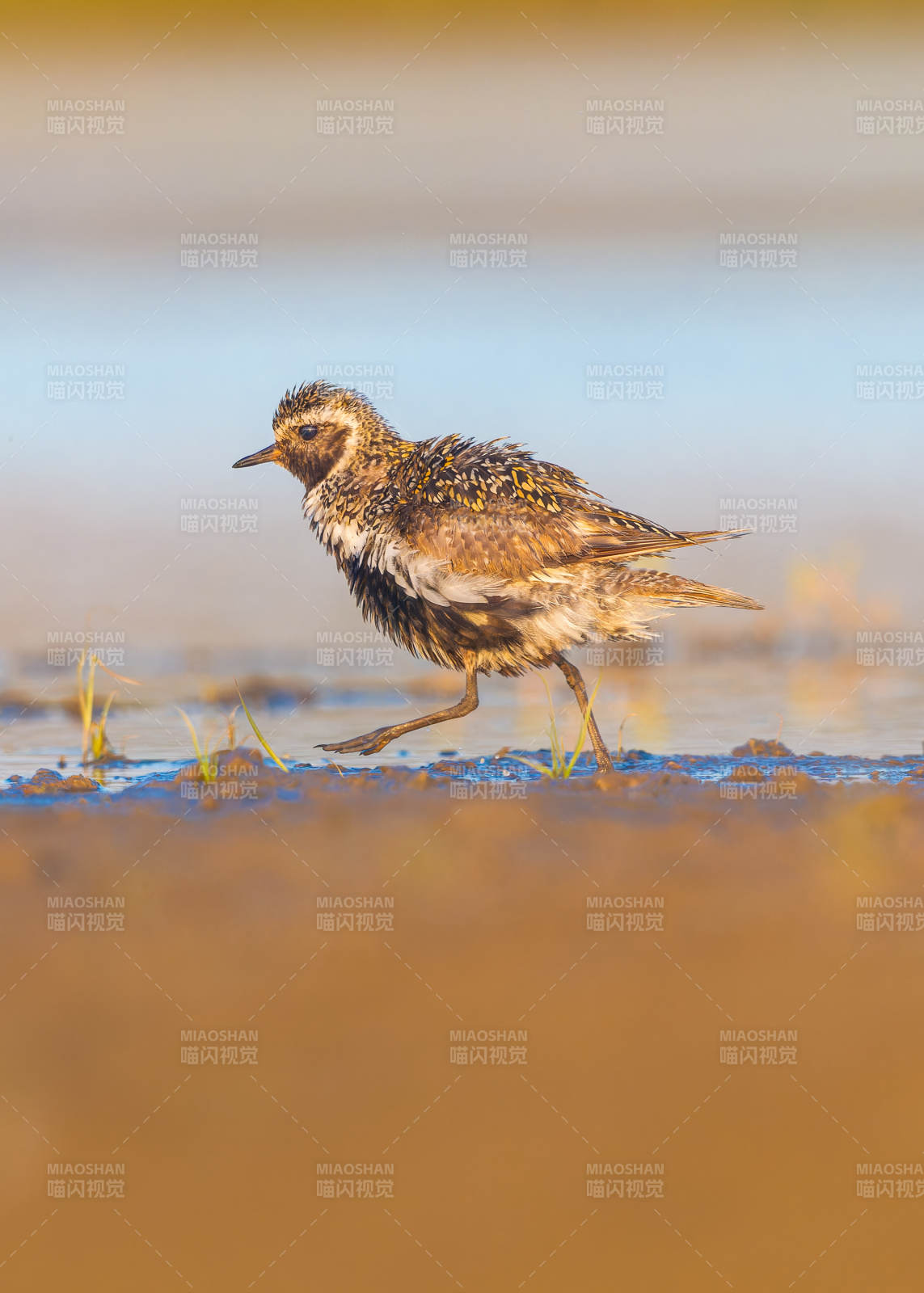 欧金鸻在湿地漫步图片