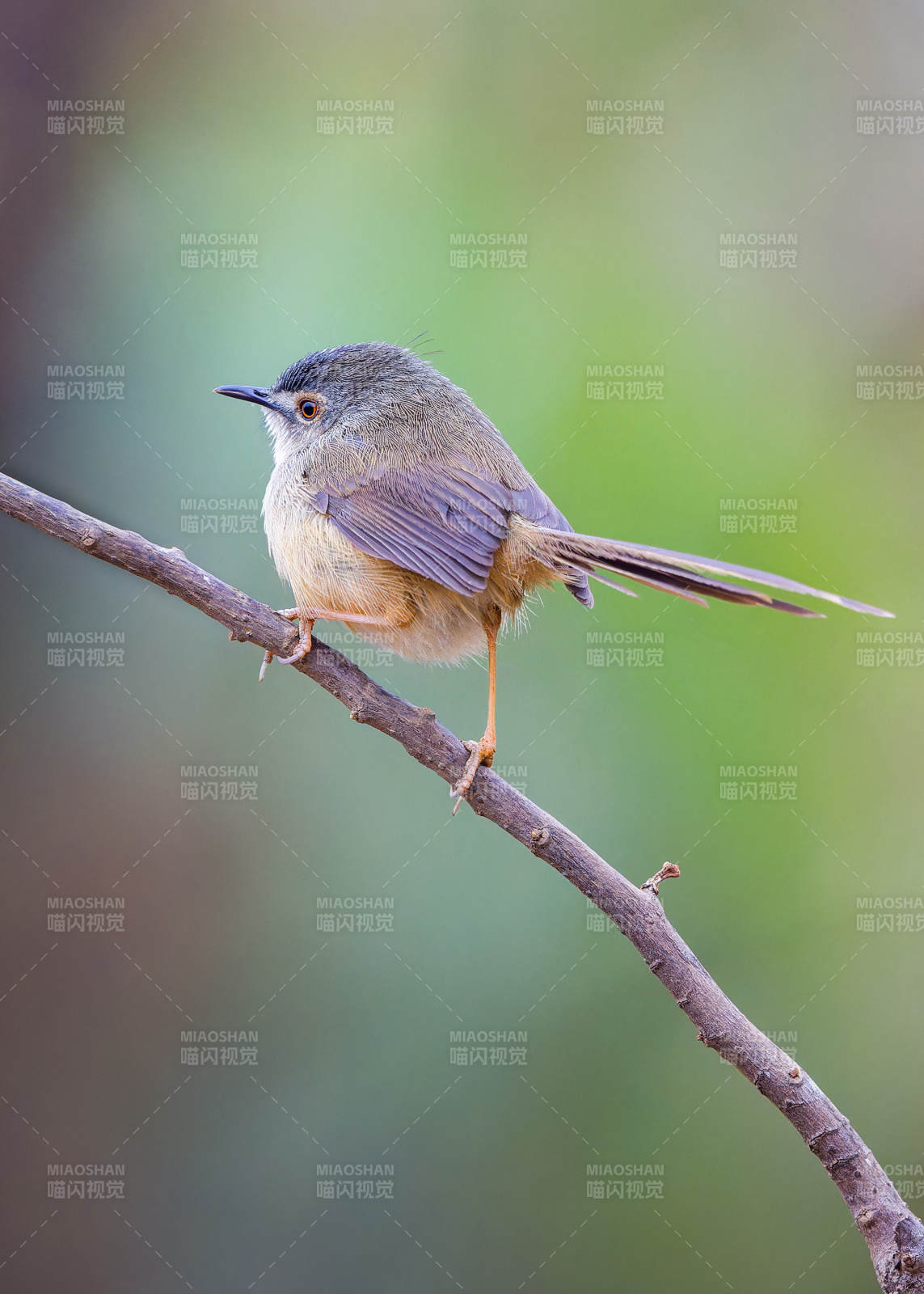 枝头小鸟静栖图图片