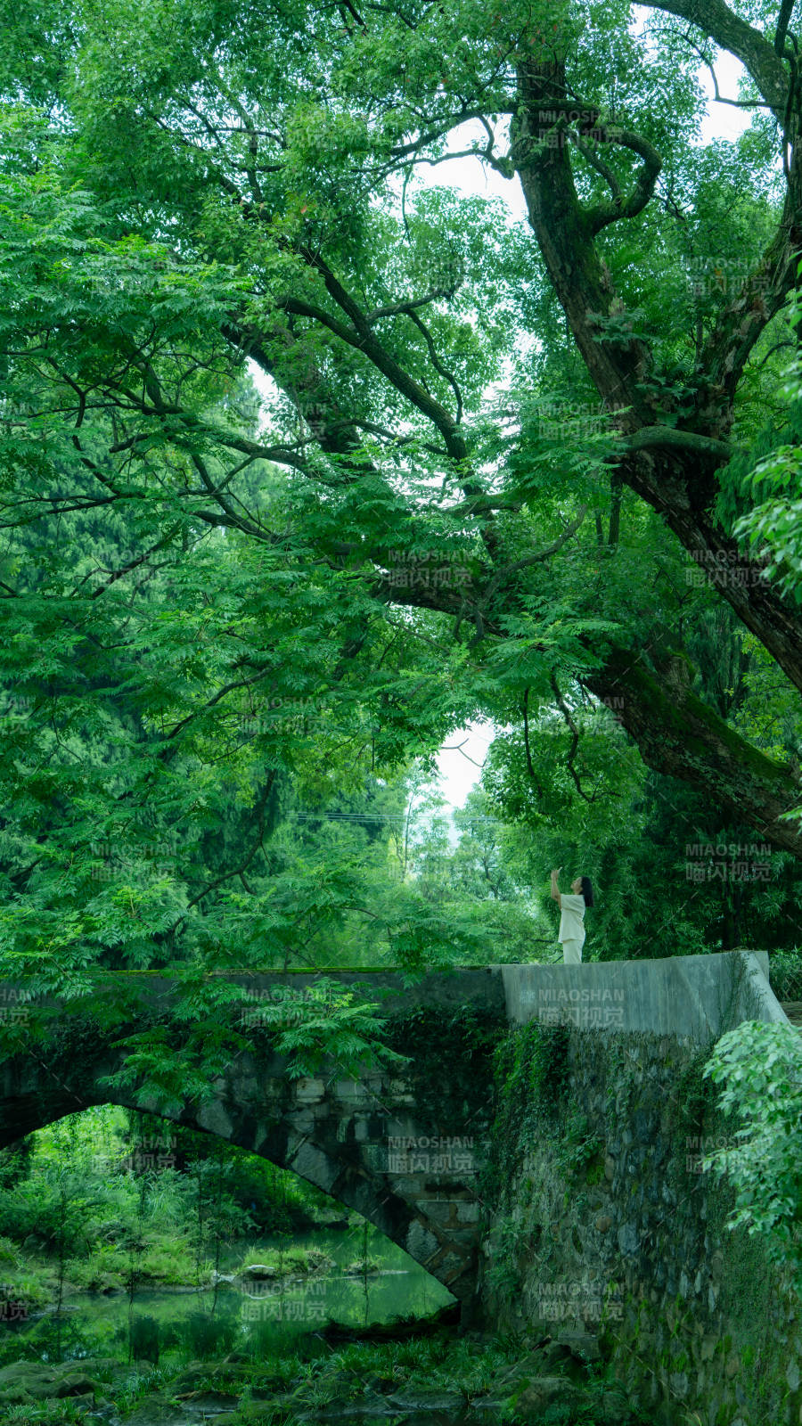 古桥绿荫 静谧自然图片