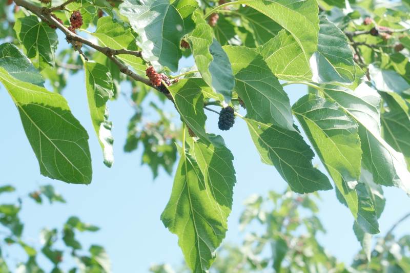 桑树绿叶与果实特写图片