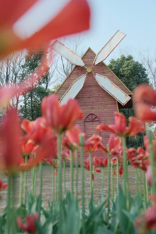 风车与红花的田园风光图片
