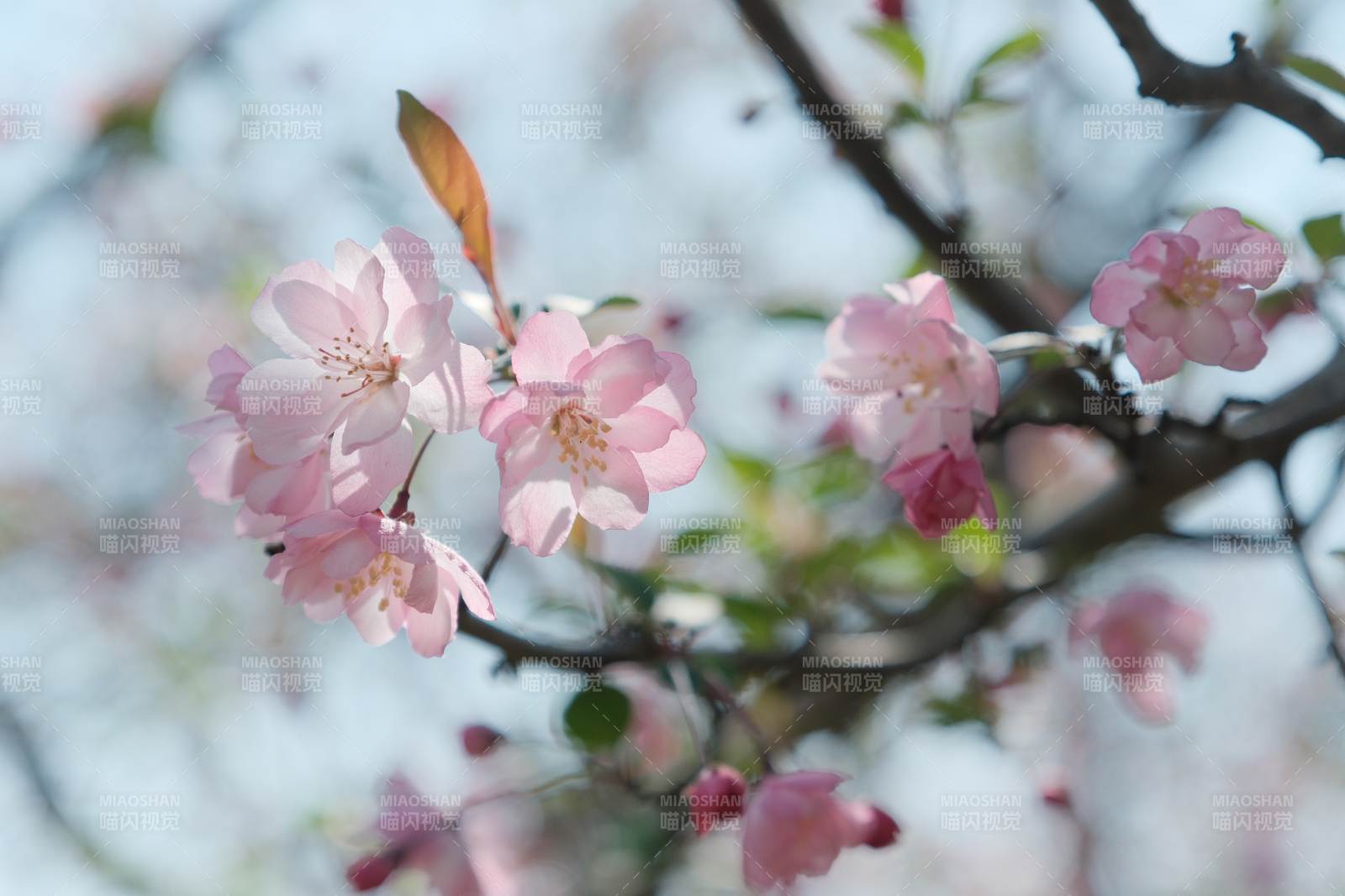 春日樱花绽放枝头图片