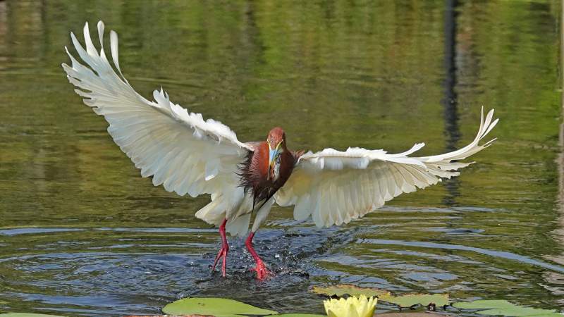 池鹭展翅水面捕食瞬间图片