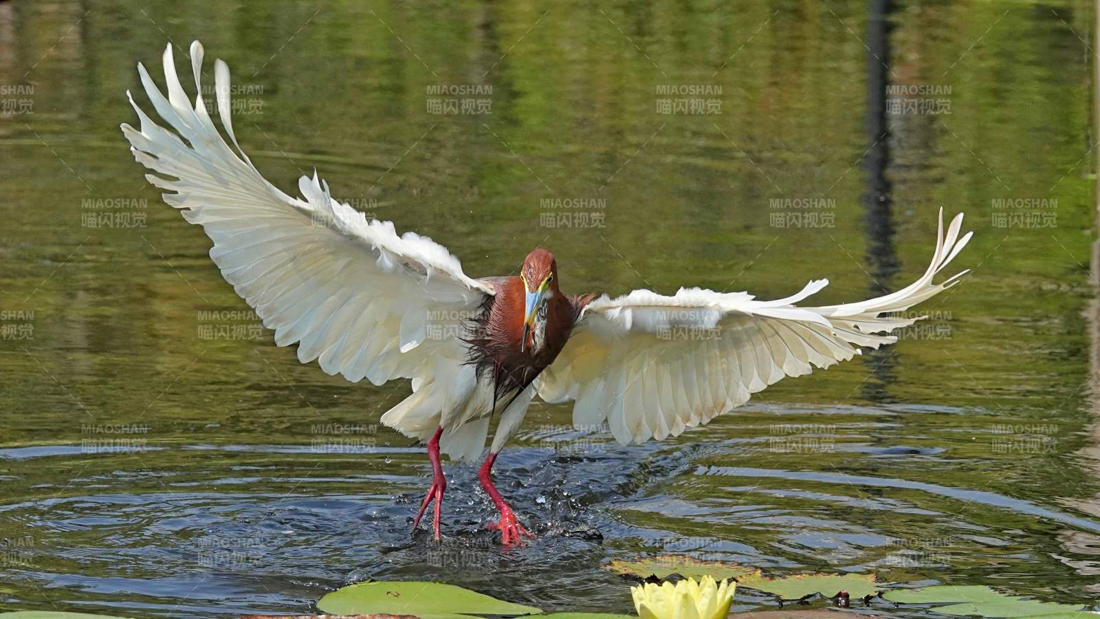 池鹭展翅水面捕食瞬间图片