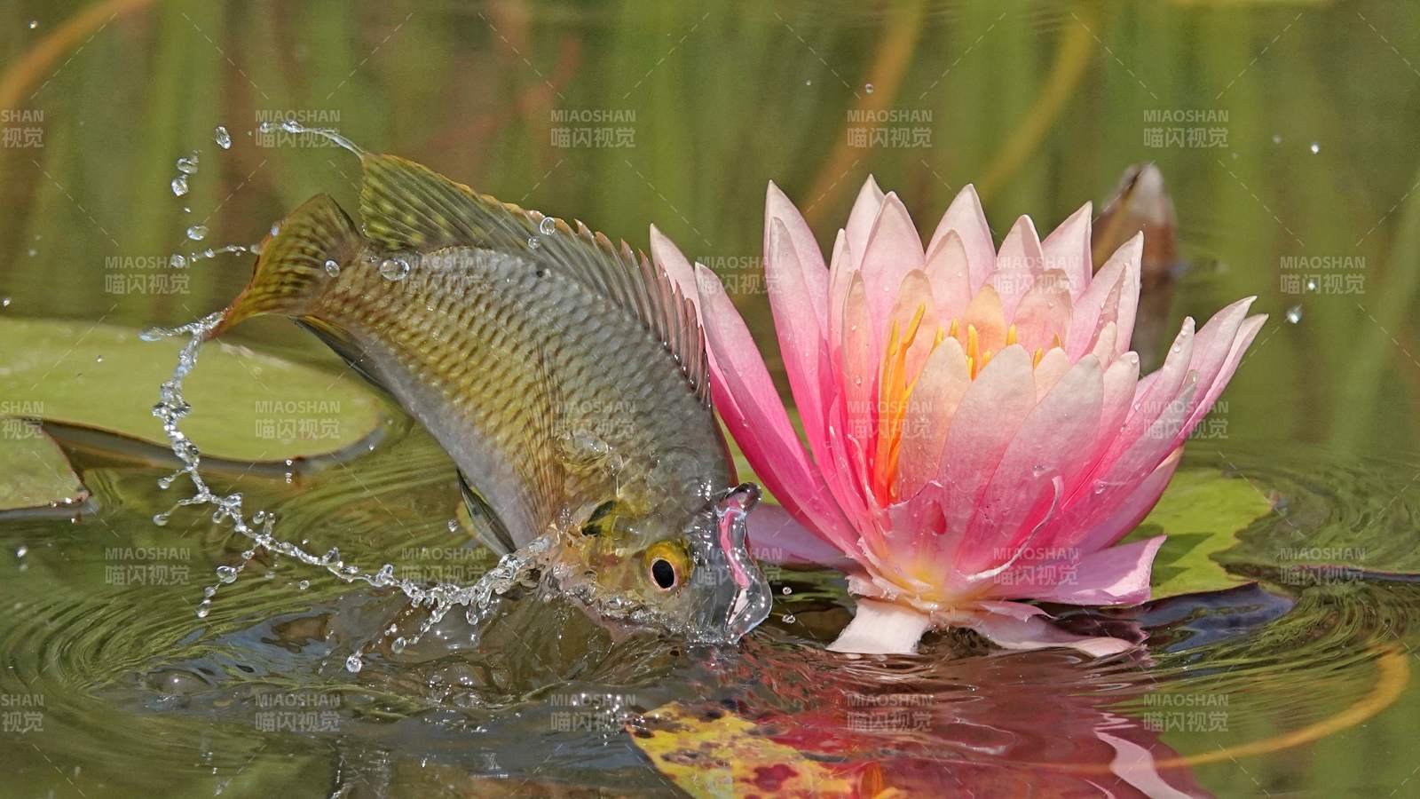 鱼跃水面 莲花映衬图片