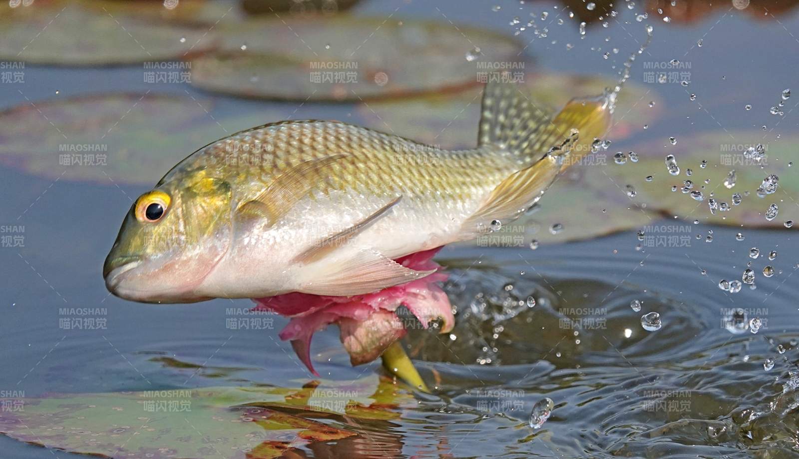 鱼跃水面 溅起水花图片