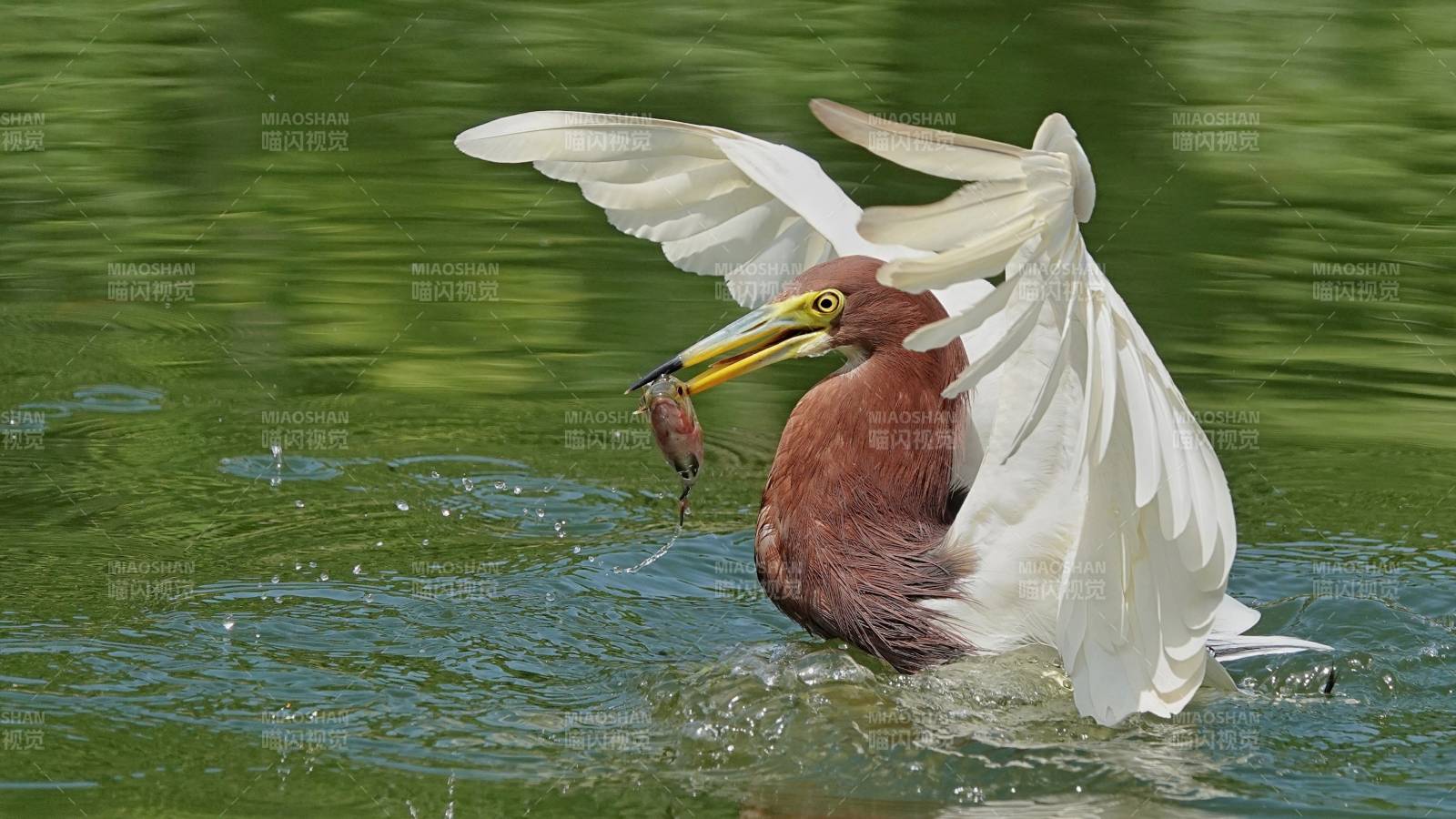 池鹭捕食瞬间图片