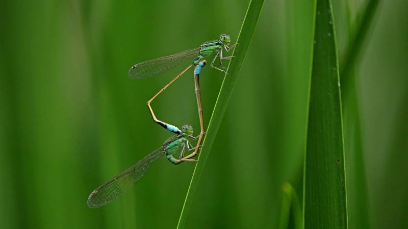 蜻蜓交配 绿叶相伴图片