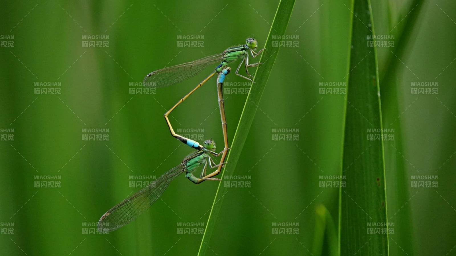 蜻蜓交配 绿叶相伴图片