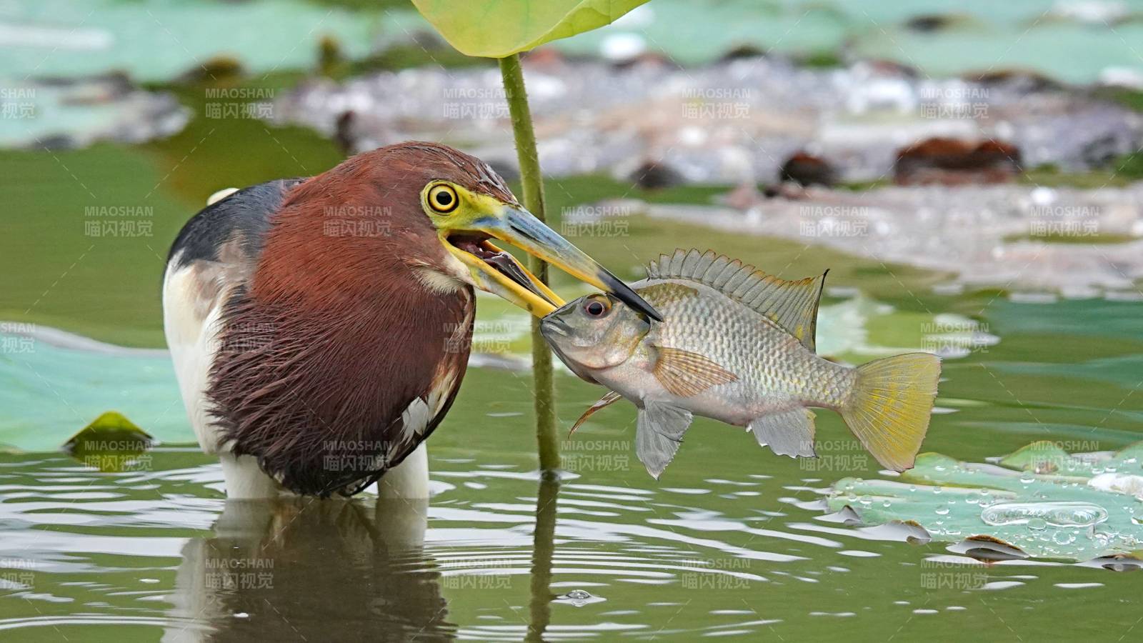 池鹭捕获大鱼瞬间图片