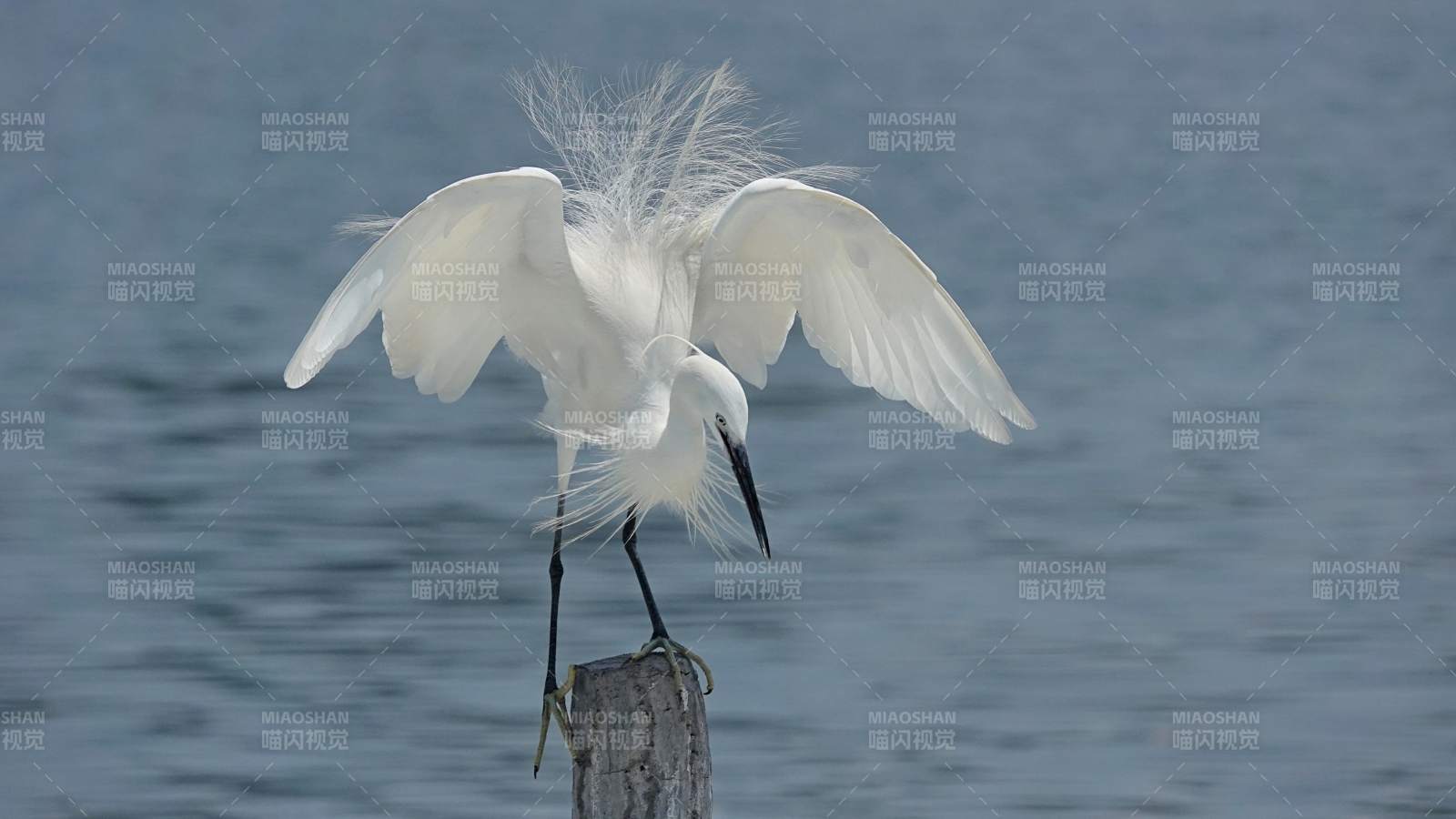 白鹭展翅 水边独舞图片