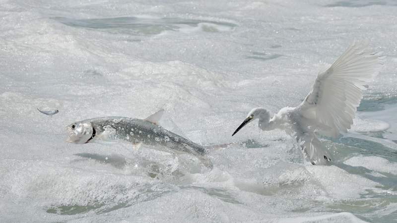 白鹭捕食鱼 瞬间定格图片