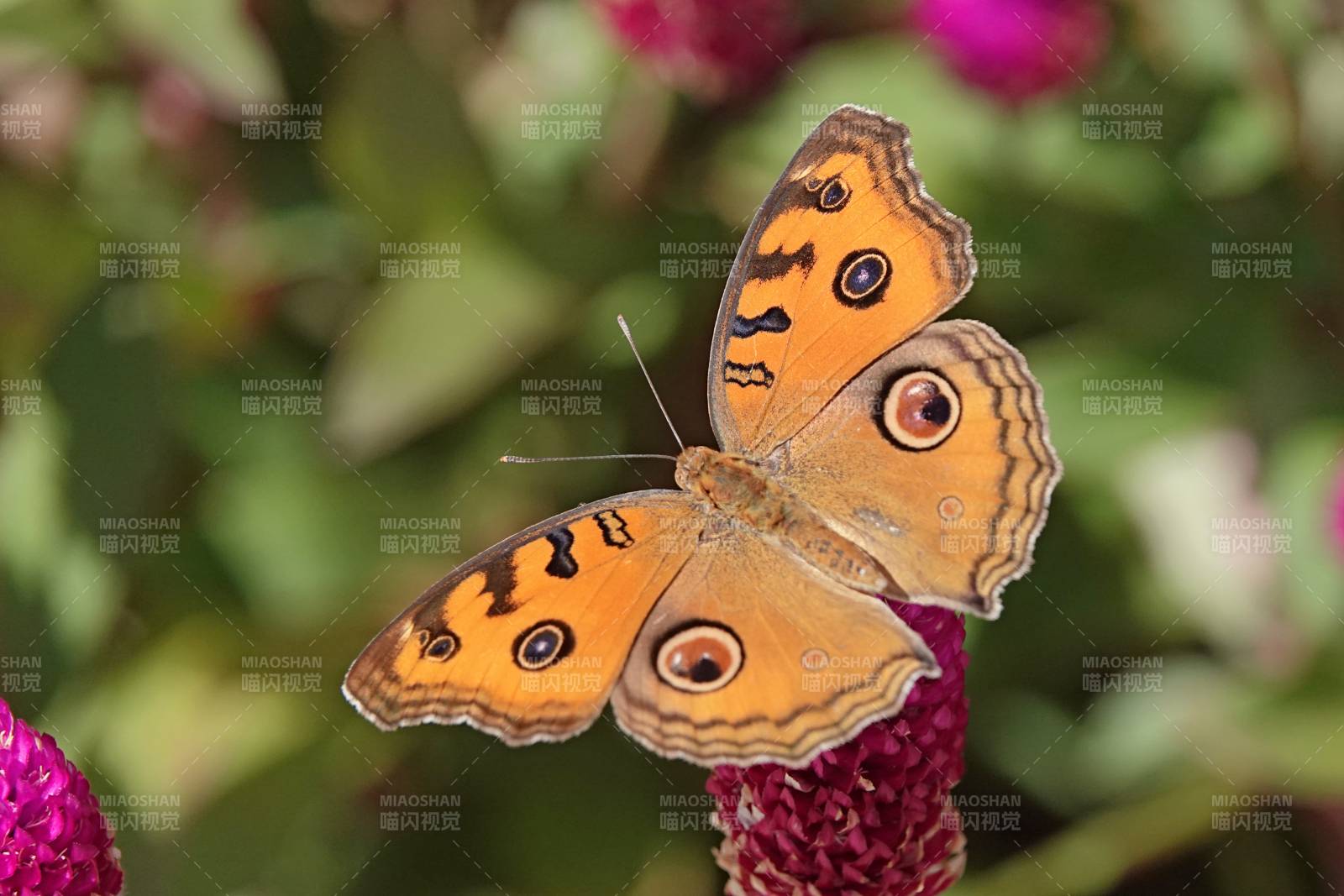橙色蝴蝶停驻花上图片