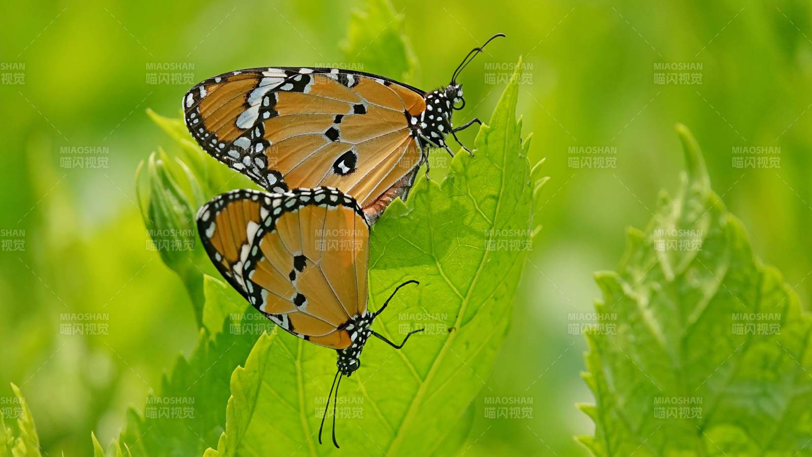 双蝶共舞绿叶间图片