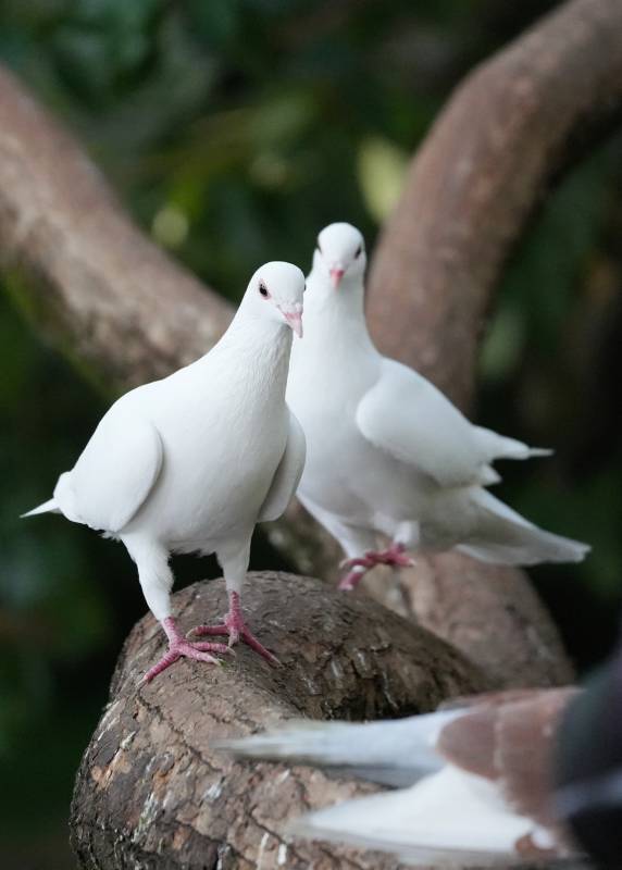 两只白鸽栖息树干上图片