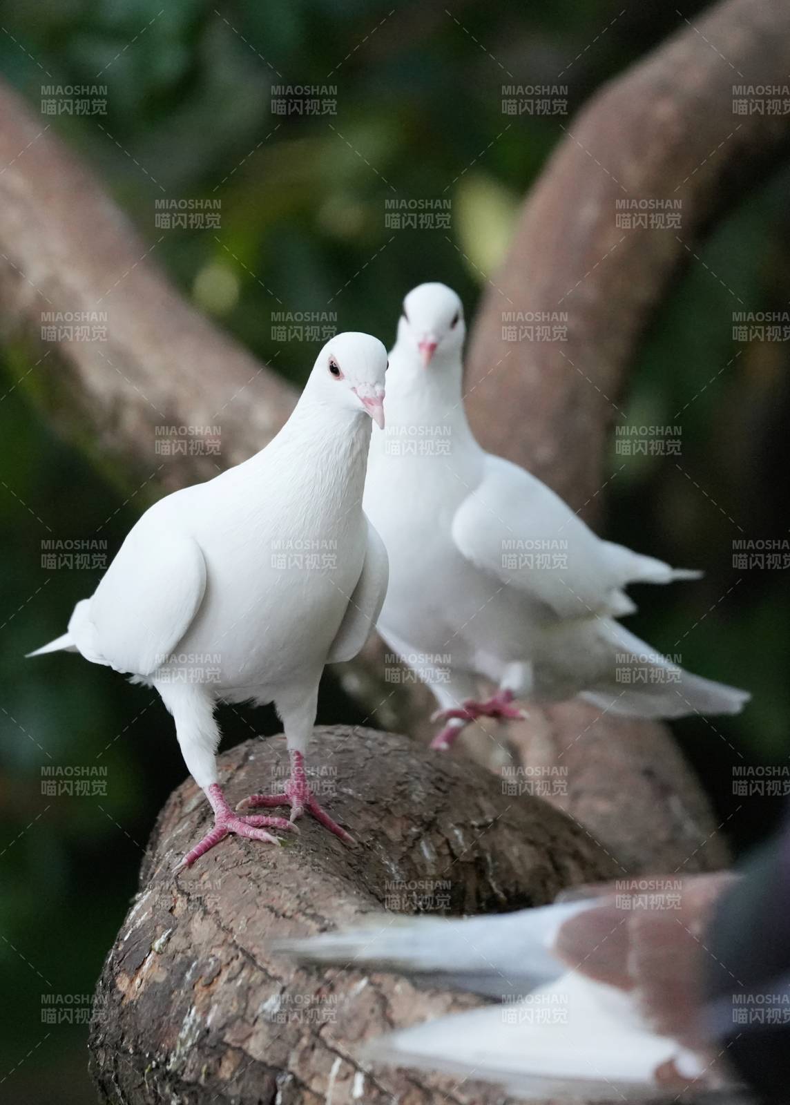 两只白鸽栖息树干上图片