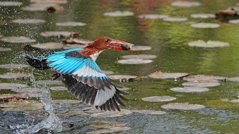 翠鸟捕食瞬间图片