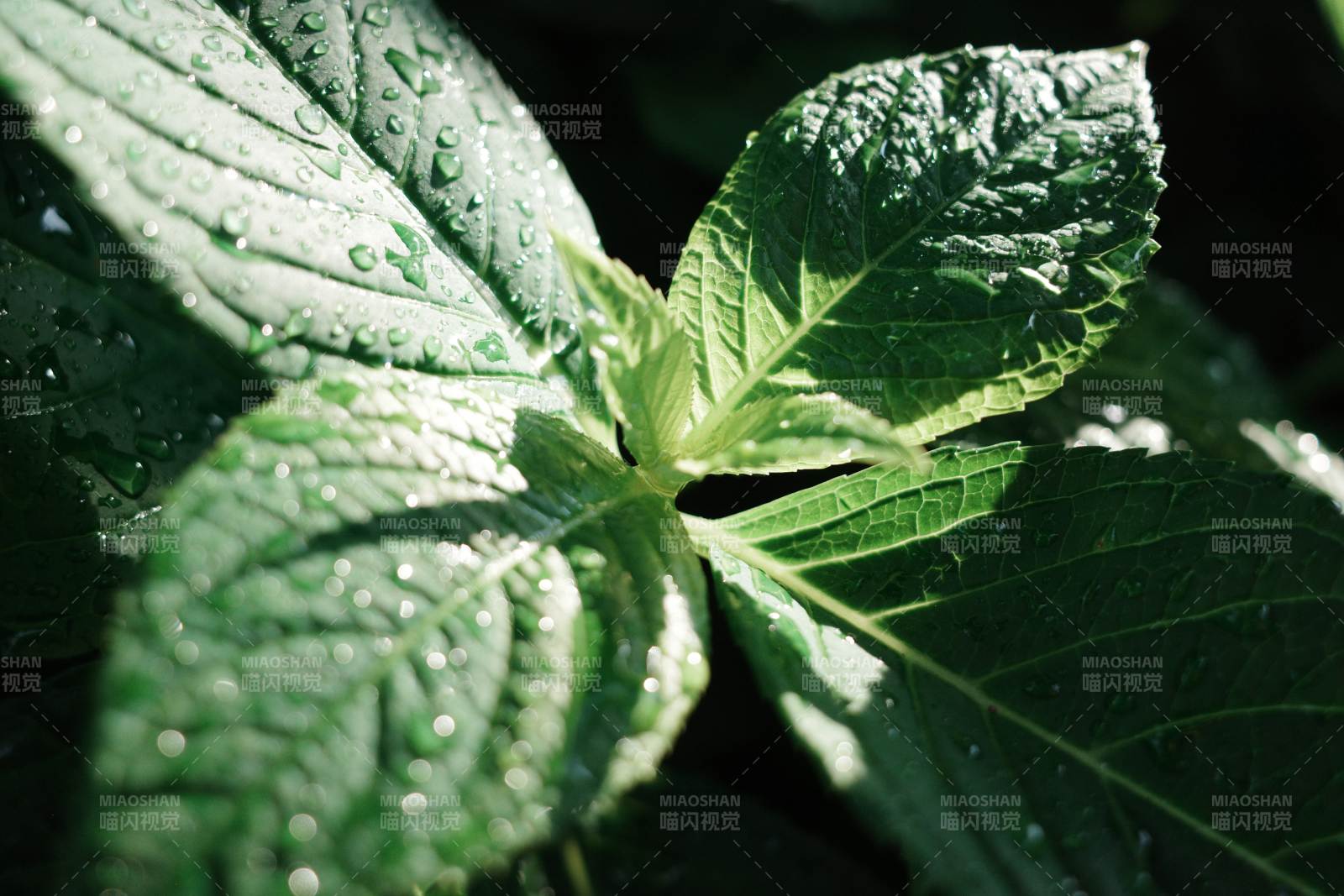 雨后绿叶晶莹剔透图片