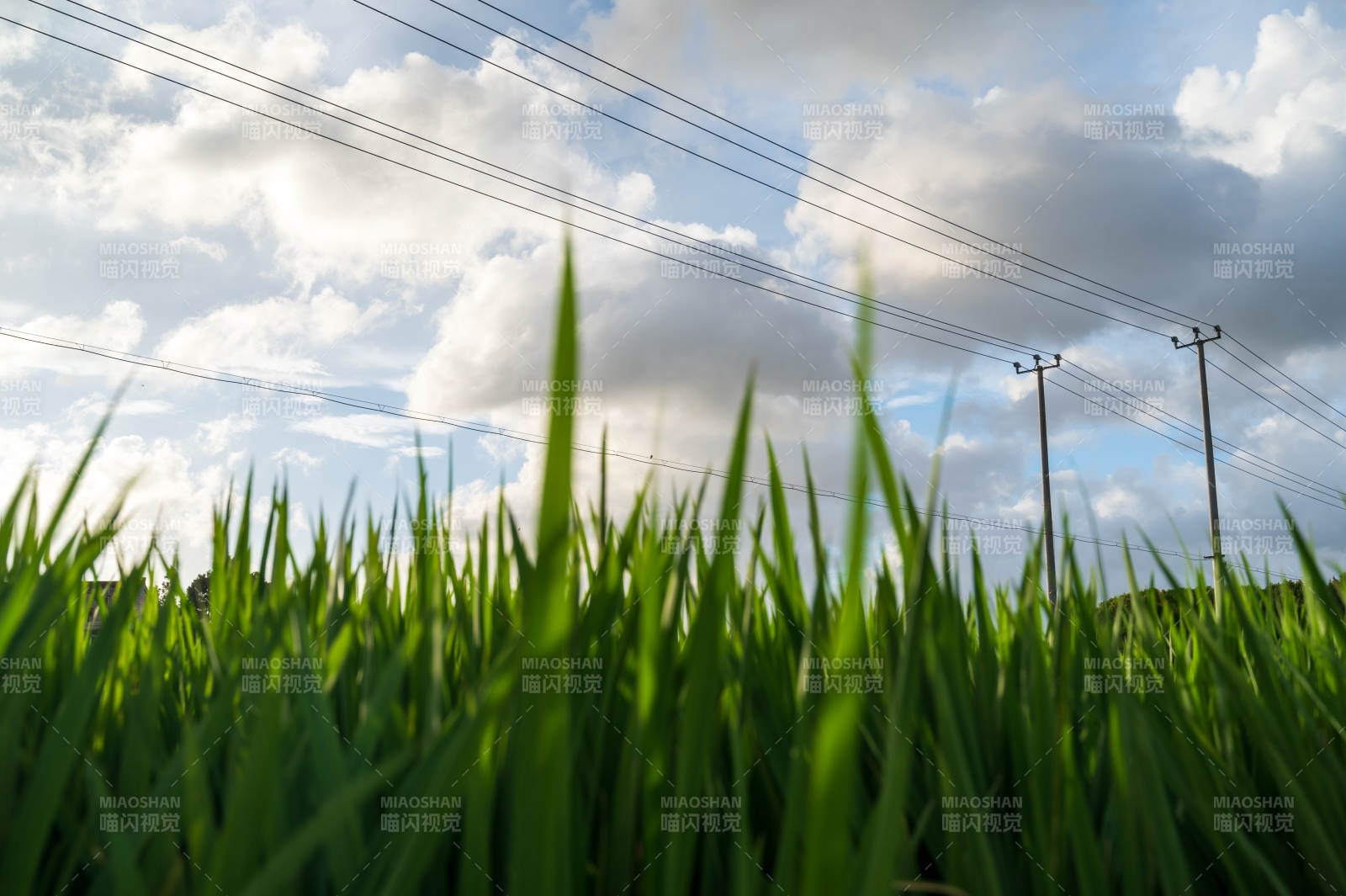 绿草蓝天电线杆图片
