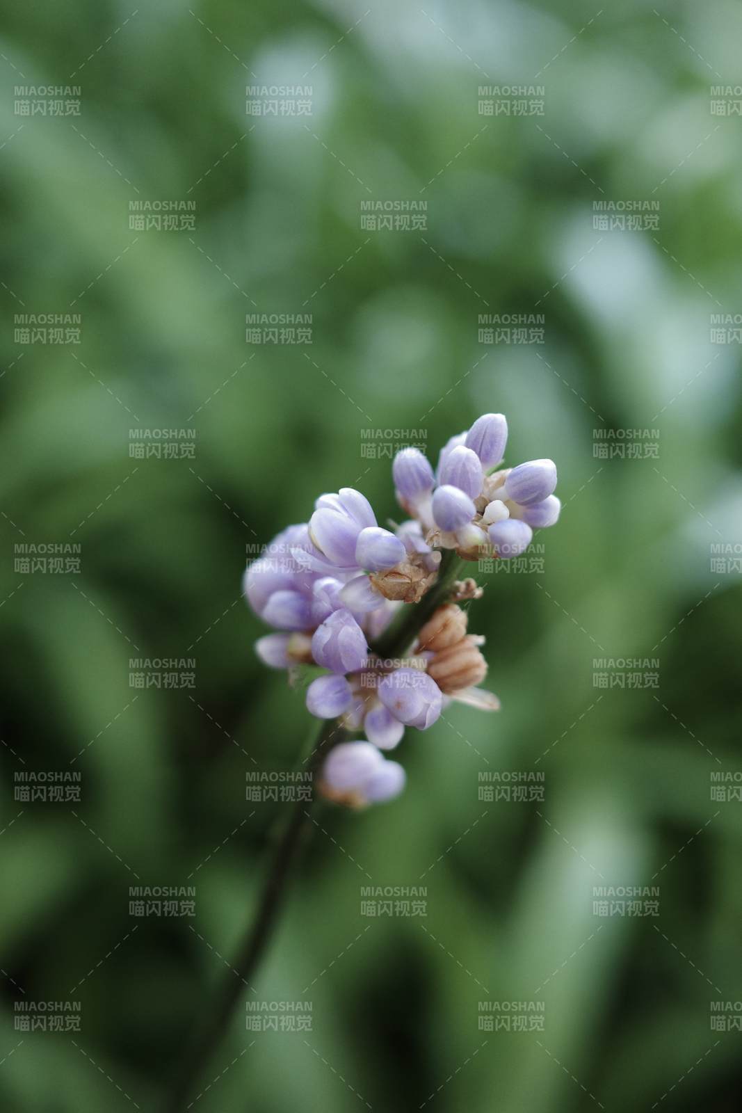 紫色小花在绿叶中绽放图片