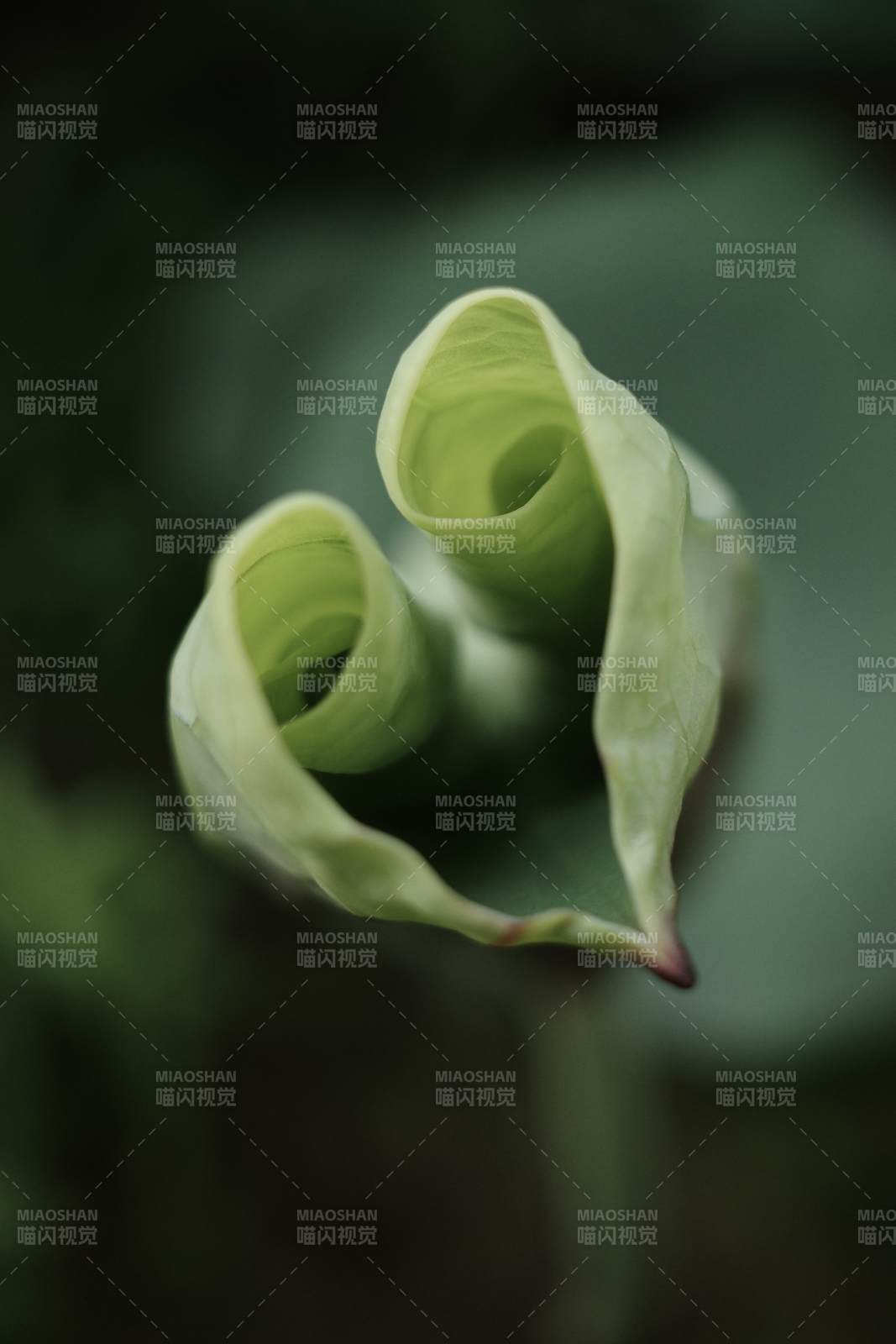 绿叶卷曲 静谧之美图片