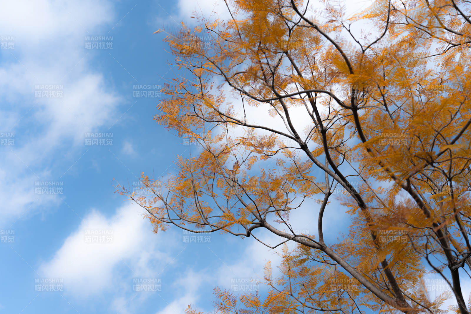 秋日蓝天下的金黄树冠图片